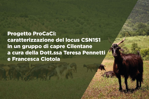 Caratterizzazione del locus CSN1S1 in un gruppo di capre cilentane